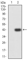 Monoclonal Mouse anti-Human GRIK5 / KA2 Antibody (clone 4G5H8, WB)