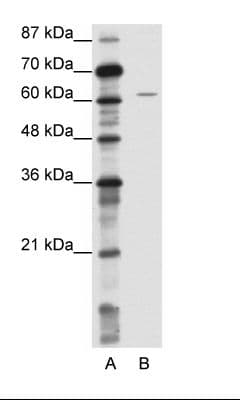 NOTCH4 Antibody (aa371-420)