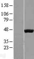 EGLN2 / PHD1 Protein (Over-Expression Lysate Myc-DDK (Flag))
