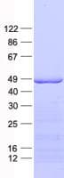 Human C18orf54 Protein (Recombinant His, N-Terminal)