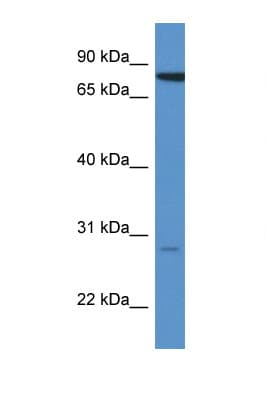 STX7 / Syntaxin 7 Antibody (aa80-129)