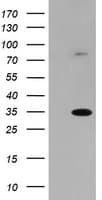 SLA2 / SLAP2 Antibody (clone OTI2F11)