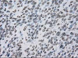 PRKY Antibody (clone OTI6H3, Carrier-free)