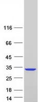 Human PAFAH1B3 Protein (Recombinant Myc-DDK (Flag))