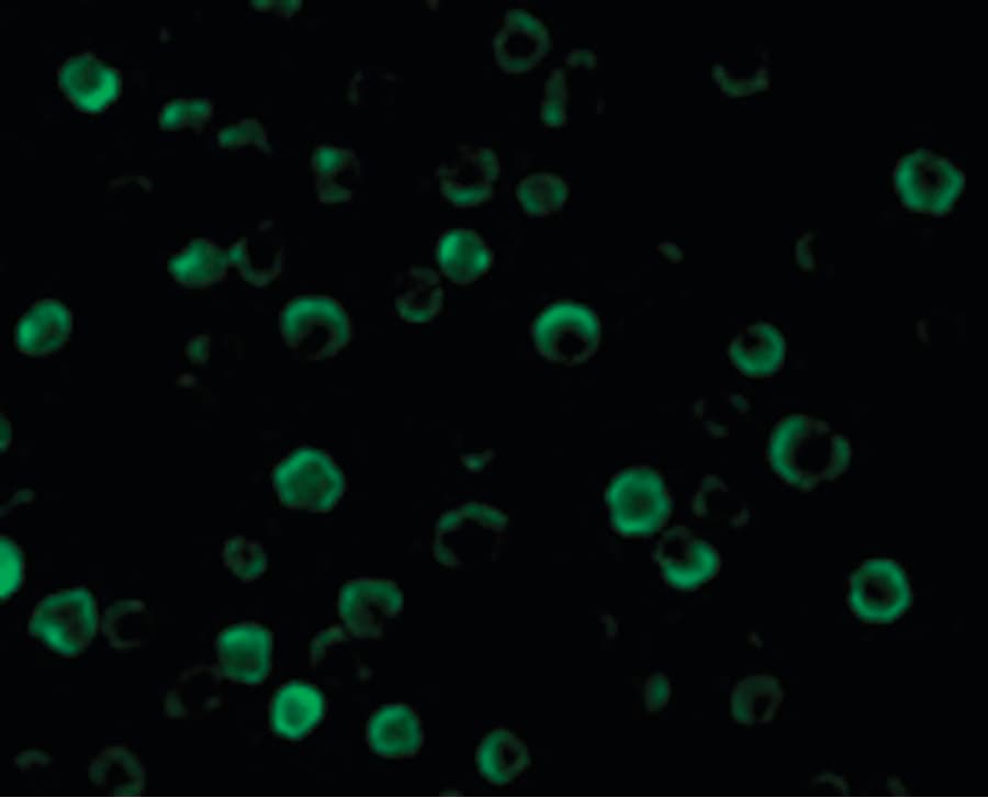IHC-plus™ CASP8AP2 / FLASH Antibody