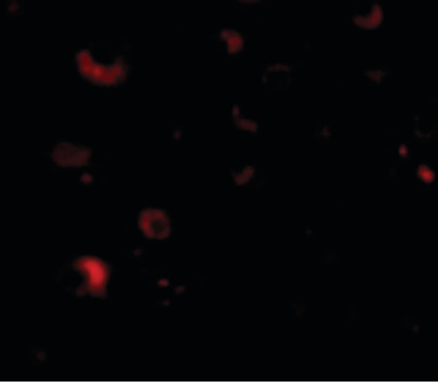 RIMS2 / RIM2 Antibody