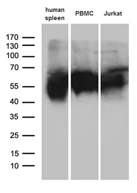 VSIR / GI24 / VISTA Antibody (clone OTI7A6D5)