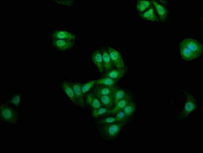 NKD1 Antibody