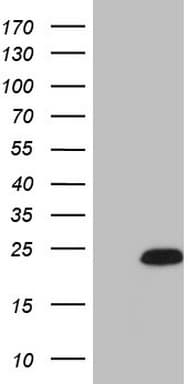 CETN3 Antibody (clone OTI1E3, Carrier-free)