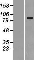 MARK2 Protein (Over-Expression Lysate Myc-DDK (Flag))