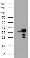 APEX1 / APE1 Antibody (clone OTI4D9)
