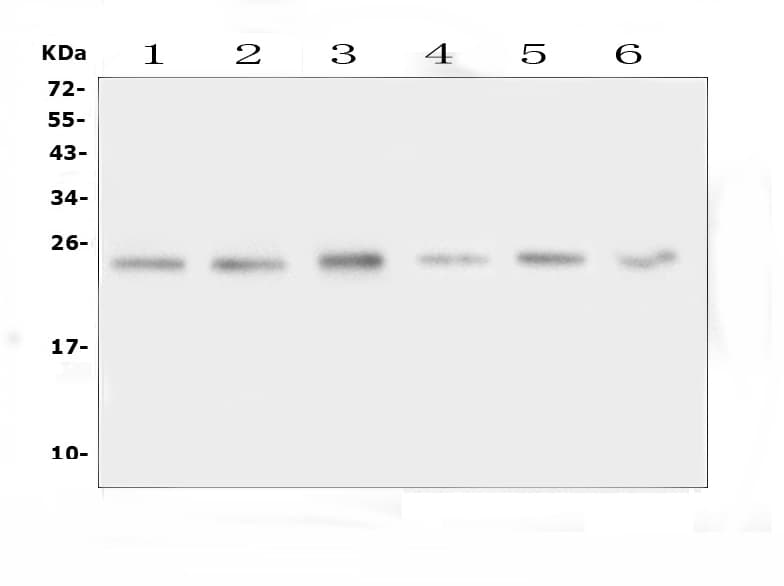 FSTL3 / FLRG Antibody (aa145-159)