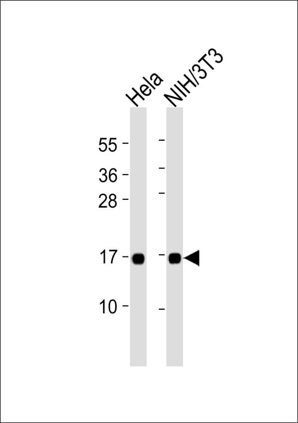 Polyclonal Rabbit anti-Human Fragilis / IFITM3 Antibody (WB)