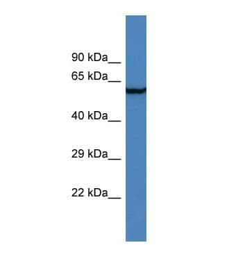 AMIGO2 Antibody (aa75-124)