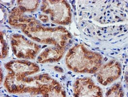MEF2C Antibody (clone OTI4G8)