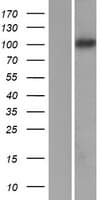 PCDH8 Protein (Over-Expression Lysate Myc-DDK (Flag))