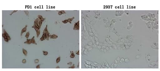 Monoclonal Mouse anti-Human PDCD1 / CD279 / PD-1 Antibody (clone OTI18F2, IF)