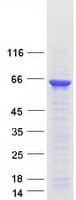 Human A1CF / ACF Protein (Recombinant Myc-DDK (Flag))