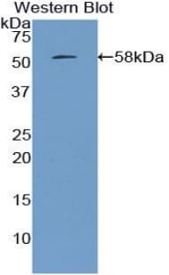 APOA1 / Apolipoprotein A 1 Antibody (aa25-265)
