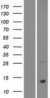 PATE2 Protein (Over-Expression Lysate Myc-DDK (Flag))