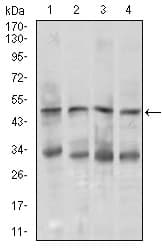 Monoclonal Mouse anti-Human CHGA / Chromogranin A Antibody (clone 1A6B6, aa87-252, IF, WB)