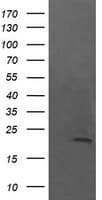 NKIRAS1 Antibody (clone OTI8B11)