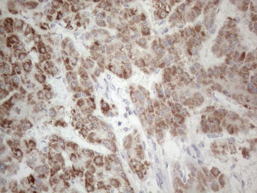 PD-L2 / PDCD1LG2 / CD273 Antibody (clone OTI6C3, Carrier-free)