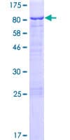 Human C1orf87 Protein (Recombinant GST)