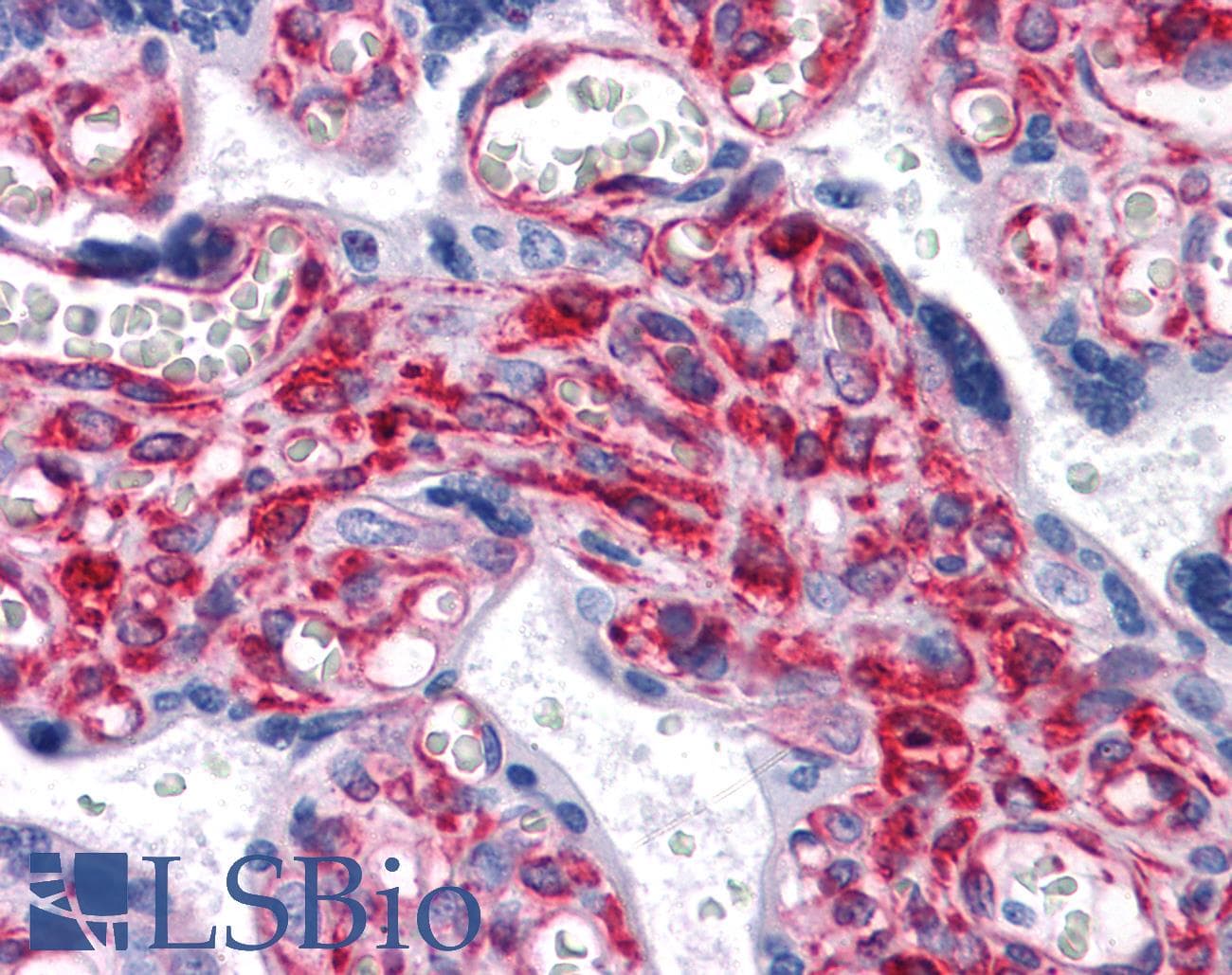 IHC-plus™ VCAM1 / CD106 Antibody (clone 6G9)