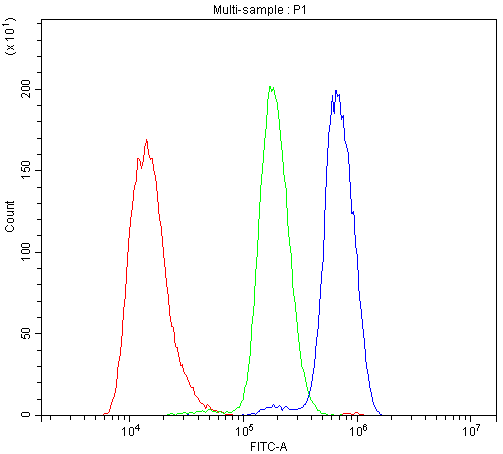 THY1 / CD90 Antibody