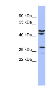 MRPS15 Antibody (aa35-84)