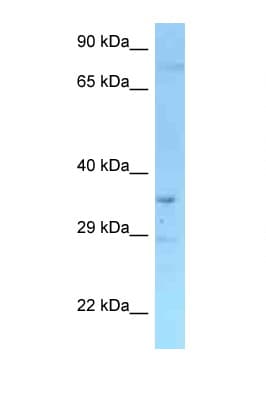 RFFL Antibody (N-Terminus)