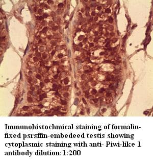 PIWIL1 / PIWI Antibody