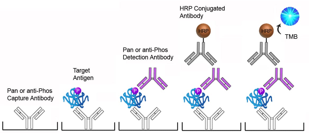 Human Phospho-EGFR ELISA Kit