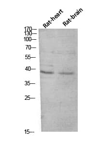 CER1 Antibody
