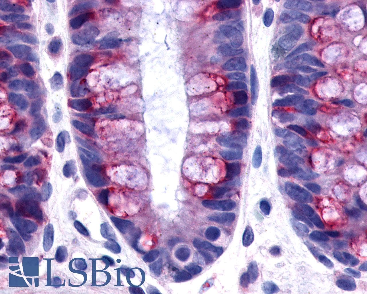 IHC-plus™ O3FAR1 / GPR120 Antibody (C-Terminus)