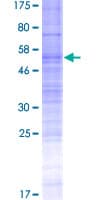 Human OR7C2 Protein (Recombinant GST)