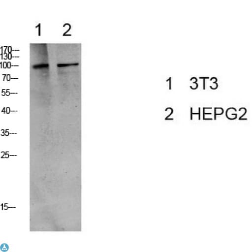 EEF2 / Elongation Factor 2 Antibody