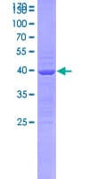 Human SEMA3B / SemA Protein (Recombinant GST)
