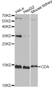 CDA / Cytidine Deaminase Antibody