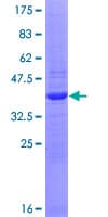 Human Spinal Musculuar Atropy Sma4 Protein (Recombinant GST)