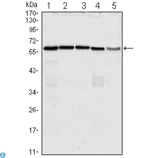 Monoclonal Mouse anti-Human CDC25C Antibody (IHC, WB)