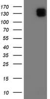 ENPEP / Aminopeptidase A Antibody (clone OTI1D1)