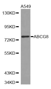 ABCG8 Antibody