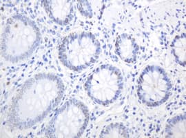 PCNA Antibody (clone OTI1H10)