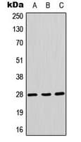 AQP1 / Aquaporin 1 Antibody (aa116-136)