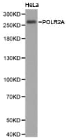 POLR2A / RNA polymerase II Antibody
