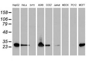 SPR Antibody (clone OTI2C6)