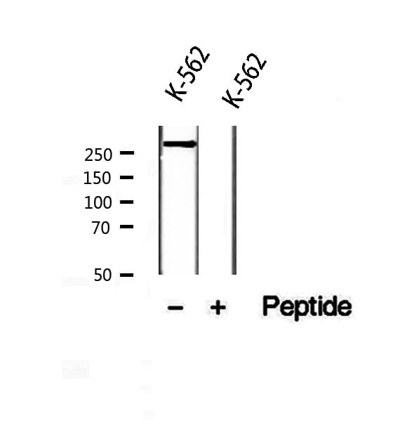 Polyclonal Rabbit anti-Human USP9X / FAM Antibody (IHC, WB)