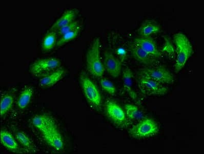 GNG11 Antibody
